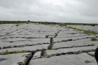 Sheshymore Limestone pavement exposes shallow water carbonates of the Brigantian, Slievenaglasha Formation. These classic kharstified exposures of tabular blocks of limestone pavement, Clints, are cut by vertical fractures, Grikes, which were widened by post glacial disolution (McNamara, & Hennessy, 2010). Fractures were intially established during Variscan folding (Coller, 1984).